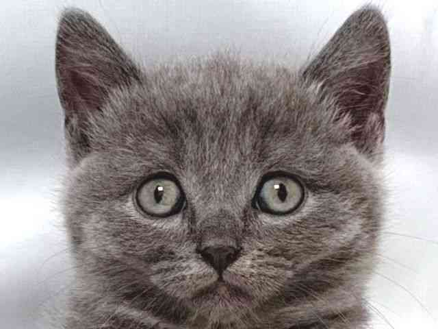 大阪府のブリティッシュショートヘアー (ひごペットフレンドリー堺プラットプラット店/2025年8月21日生まれ/男の子/ブルー)の子猫の1枚目の画像