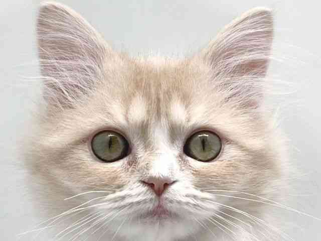 京都府のマンチカン (ひごペットフレンドリー洛北阪急スクエア店/2025年8月23日生まれ/女の子/クリームタビーホワイト)の子猫の1枚目の画像