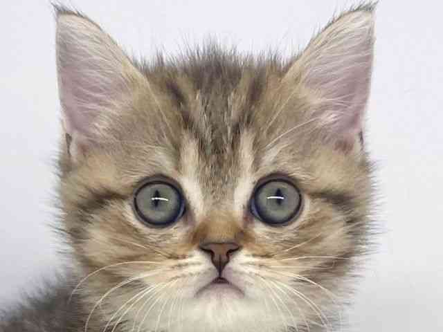 兵庫県のブリティッシュショートヘアー (ひごペットフレンドリーイオンタウン加古川店/2025年8月21日生まれ/女の子/ブラウンタビー)の子猫の1枚目の画像