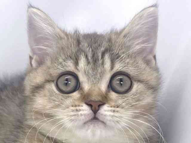 兵庫県のブリティッシュショートヘアー (ひごペットフレンドリーイオンタウン加古川店/2025年8月21日生まれ/女の子/ブラウンタビー)の子猫の1枚目の画像