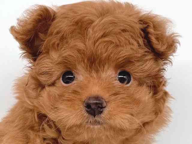 大阪府のポメプー(ポメラニアン×プードル) (ひごペットフレンドリー瓜破店/2025年8月15日生まれ/男の子/レッド)の子犬の1枚目の画像