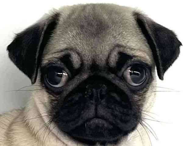 徳島県のパグ (ひごペットフレンドリーゆめタウン徳島店/2025年8月23日生まれ/男の子/フォーン)の子犬の1枚目の画像