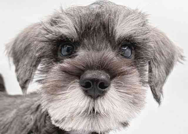 島根県のミニチュアシュナウザー (ひごペットフレンドリーイオン松江ショッピングセンター店/2025年8月25日生まれ/男の子/ソルトペッパー)の子犬の1枚目の画像