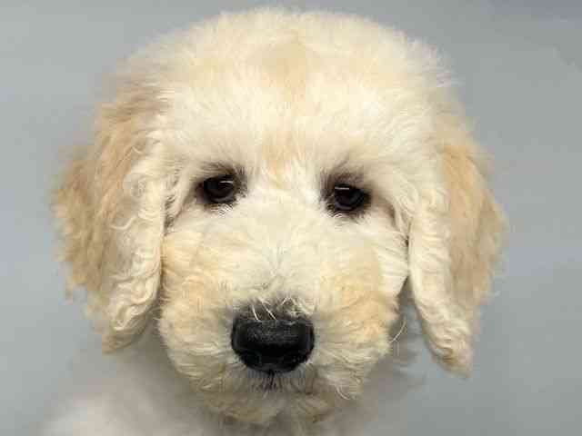 徳島県のスタンダードプードル (ひごペットフレンドリーゆめタウン徳島店/2025年8月23日生まれ/男の子/クリーム)の子犬の1枚目の画像