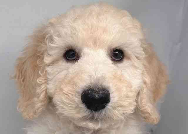 鳥取県のスタンダードプードル (ひごペットフレンドリーイオンモール鳥取北店/2025年8月23日生まれ/男の子/クリーム)の子犬の1枚目の画像