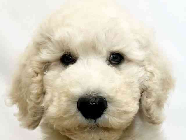 和歌山県のスタンダードプードル (ひごペットフレンドリーパームシティ和歌山店/2025年8月23日生まれ/男の子/クリーム)の子犬の1枚目の画像