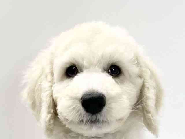 愛媛県のスタンダードプードル (ひごペットフレンドリーイオンモール今治新都市店/2025年8月23日生まれ/男の子/クリーム)の子犬