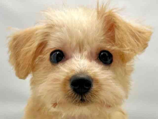 大阪府のシュナプー(シュナウザー×プードル) (ひごペットフレンドリー東淀川店/2025年8月13日生まれ/女の子/アプリコット)の子犬の1枚目の画像