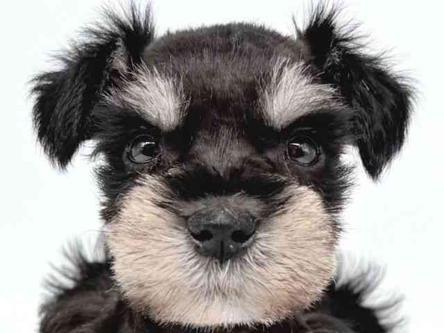 大阪府のミニチュアシュナウザー (ひごペットフレンドリー瓜破店/2025年8月23日生まれ/女の子/ブラックシルバー)の子犬の1枚目の画像