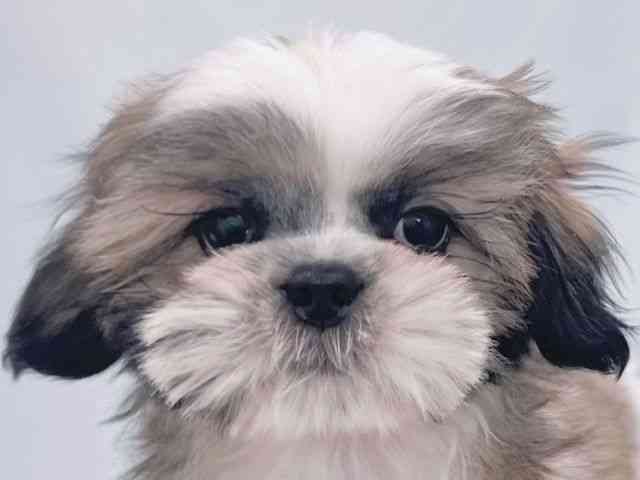 大阪府のシーズー (ひごペットフレンドリーイズミヤショッピングセンター千里丘店/2025年8月24日生まれ/男の子/ホワイトゴールド)の子犬の1枚目の画像