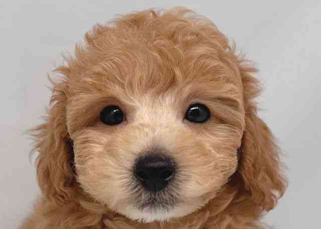 鳥取県のトイプードル(トイ) (ひごペットフレンドリーイオンモール鳥取北店/2025年8月23日生まれ/男の子/アプリコット)の子犬の1枚目の画像