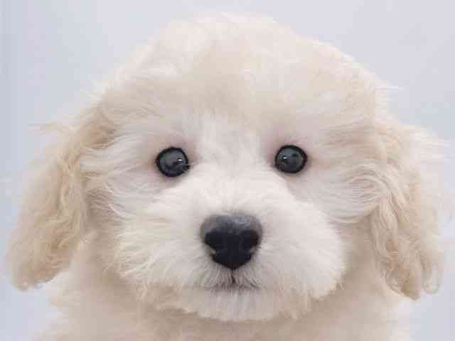 大阪府のトイプードル(トイ) (ひごペットフレンドリーイズミヤショッピングセンター千里丘店/2025年8月23日生まれ/男の子/クリーム)の子犬の1枚目の画像