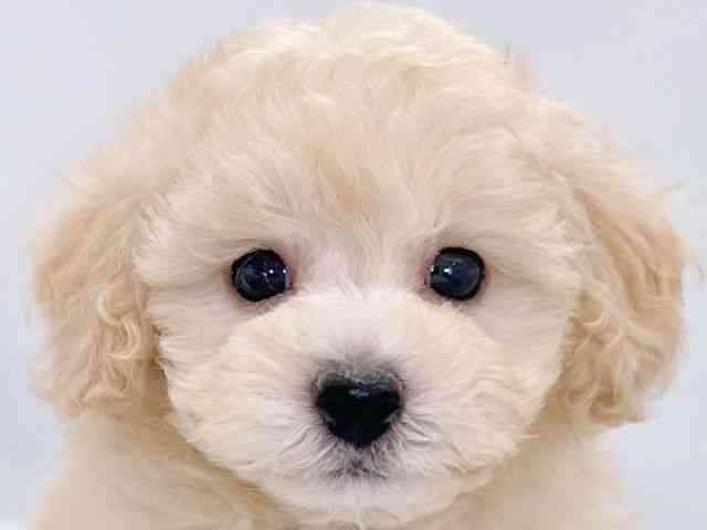 大阪府のトイプードル(トイ) (ひごペットフレンドリーイズミヤショッピングセンター千里丘店/2025年8月23日生まれ/男の子/クリーム)の子犬の1枚目の画像