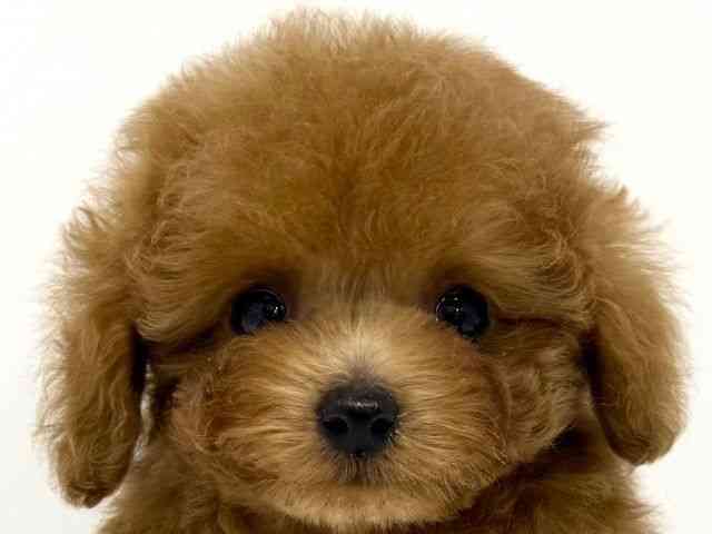 大阪府のトイプードル(トイ) (ひごペットフレンドリーくずはモール店/2025年8月24日生まれ/男の子/レッド)の子犬の1枚目の画像