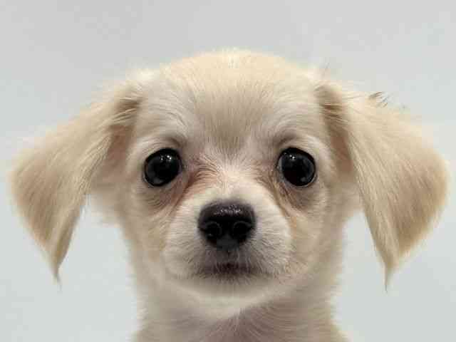 愛知県のチワックス(チワワ×ダックス) (ひごペットフレンドリーヴィアモール アピタ江南西店/2025年8月24日生まれ/男の子/クリーム)の子犬の1枚目の画像