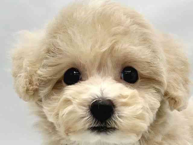 大阪府のハーフ犬・ミックス犬 (ひごペットフレンドリーイトーヨーカドー津久野店/2025年8月22日生まれ/男の子/クリーム)の子犬の1枚目の画像