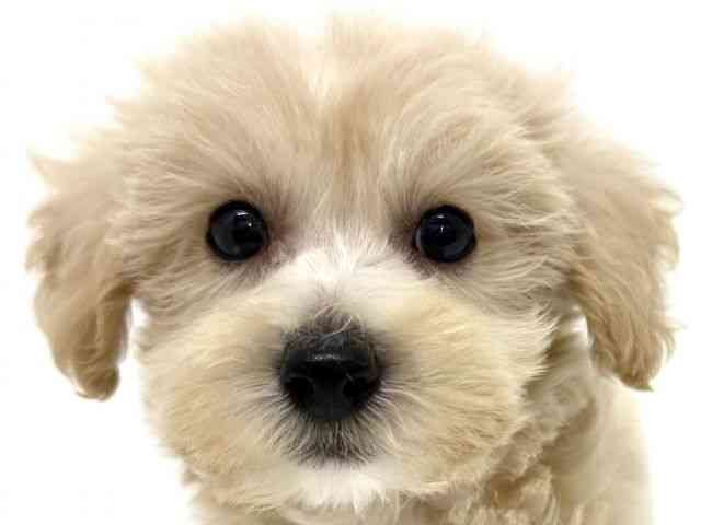 大阪府のハーフ犬・ミックス犬 (ひごペットフレンドリーくずはモール店/2025年8月22日生まれ/男の子/クリーム)の子犬の1枚目の画像