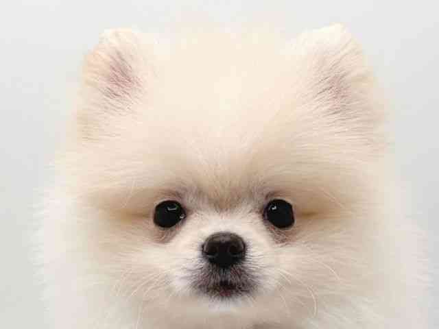 奈良県のポメラニアン (ひごペットフレンドリー田原本店/2025年8月25日生まれ/男の子/クリーム)の子犬の1枚目の画像