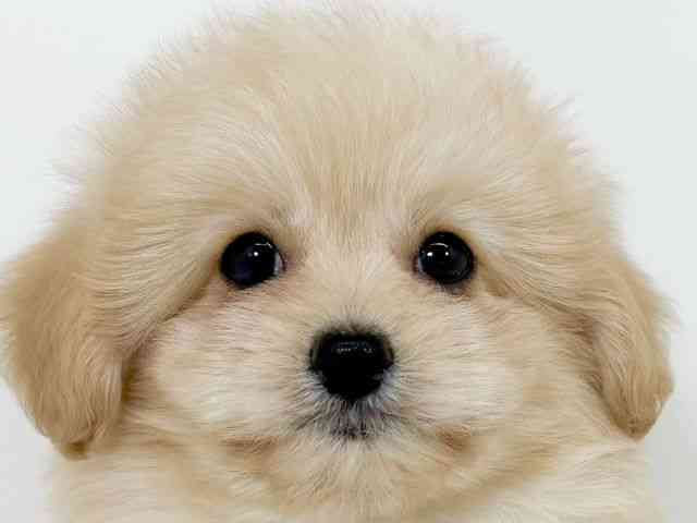 京都府のハーフ犬・ミックス犬 (ひごペットフレンドリーイズミヤショッピングセンター八幡店/2025年8月24日生まれ/男の子/クリーム)の子犬の1枚目の画像