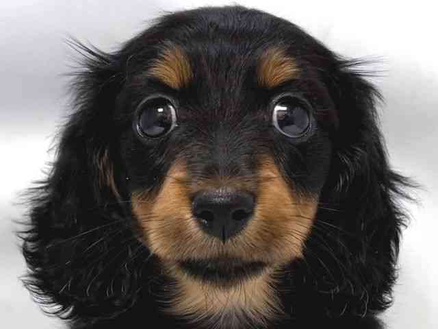 大阪府のミニチュアダックスフンド(ロング) (ひごペットフレンドリー堺プラットプラット店/2025年8月24日生まれ/女の子/ブラックタン)の子犬の1枚目の画像