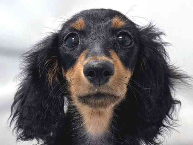 大阪府のミニチュアダックスフンド(ロング) (ひごペットフレンドリー堺プラットプラット店/2025年8月24日生まれ/女の子/ブラックタン)の子犬の1枚目の画像