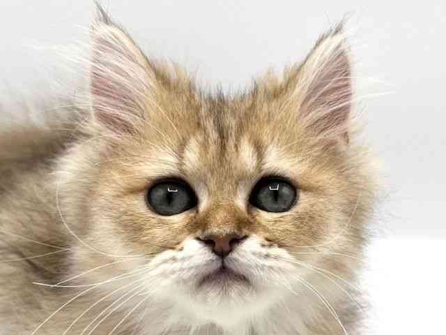 京都府のペルシャ (ひごペットフレンドリーイオンモール高の原店/2025年8月22日生まれ/男の子/チンチラゴールデン)の子猫の1枚目の画像