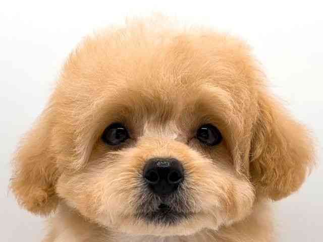 奈良県のハーフ犬・ミックス犬 (ひごペットフレンドリー田原本店/2025年8月24日生まれ/女の子/アプリコット)の子犬の1枚目の画像