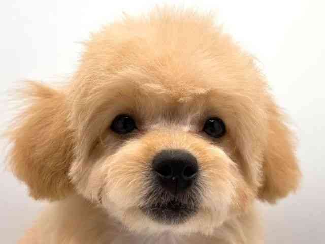 奈良県のハーフ犬・ミックス犬 (ひごペットフレンドリー田原本店/2025年8月24日生まれ/女の子/アプリコット)の子犬の1枚目の画像