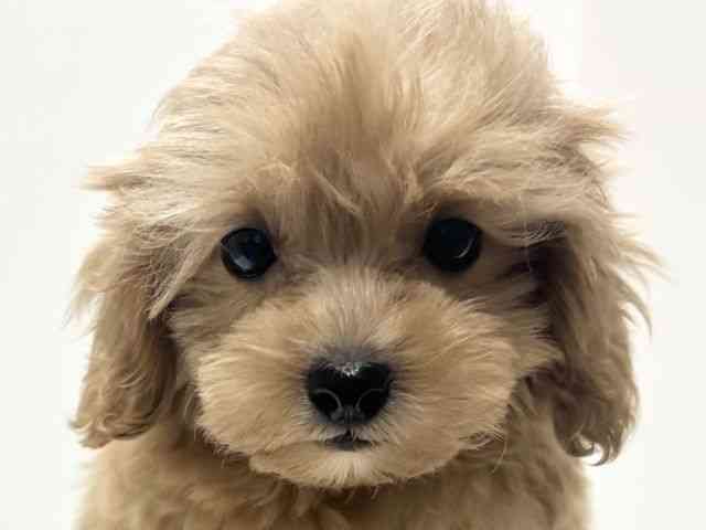 愛知県のハーフ犬・ミックス犬 (ひごペットフレンドリーららぽーと名古屋みなとアクルス店/2025年8月24日生まれ/男の子/アプリコット)の子犬の1枚目の画像