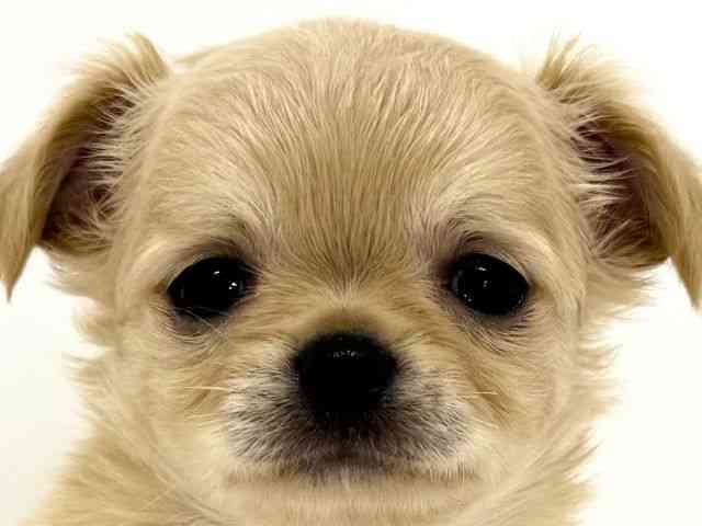 大阪府のチワワ(ロング) (ひごペットフレンドリーくずはモール店/2025年8月23日生まれ/男の子/クリーム)の子犬の1枚目の画像