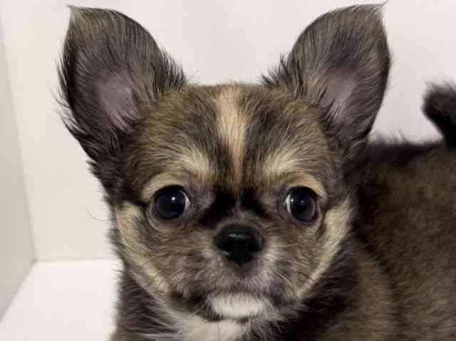 愛知県のチワワ(ロング) (ひごペットフレンドリーイトーヨーカドー知多店/2025年8月24日生まれ/男の子/フォーンホワイト)の子犬の1枚目の画像