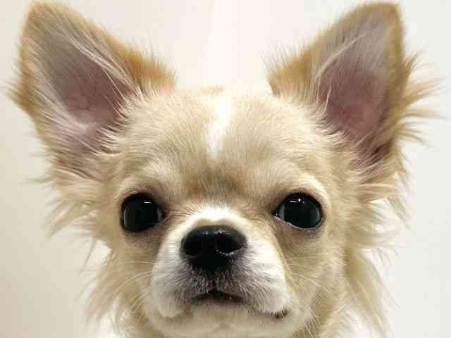 大阪府のチワワ(ロング) (ひごペットフレンドリーイオン高槻店/2025年6月10日生まれ/男の子/レッドホワイト)の子犬の1枚目の画像