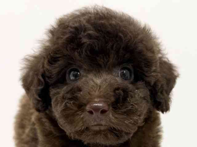 大阪府のトイプードル(トイ) (ひごペットフレンドリーくずはモール店/2025年8月26日生まれ/男の子/ブラウン)の子犬の1枚目の画像