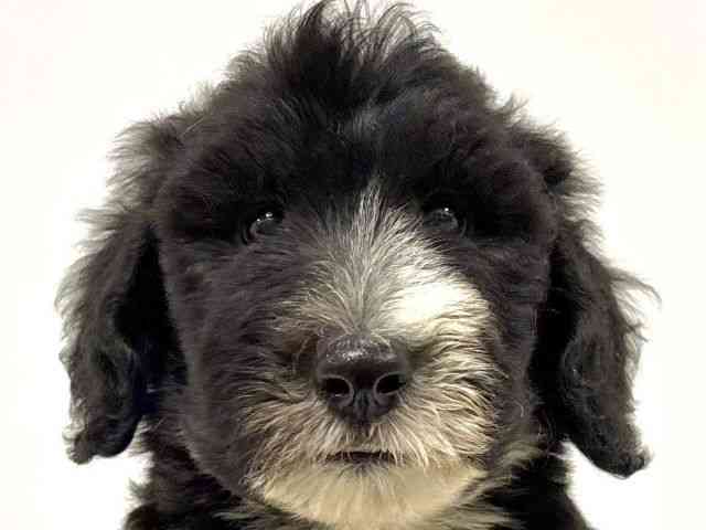 愛知県のシーパドゥードル (ひごペットフレンドリーイトーヨーカドー知多店/2025年8月25日生まれ/男の子/ブラックホワイト)の子犬の1枚目の画像