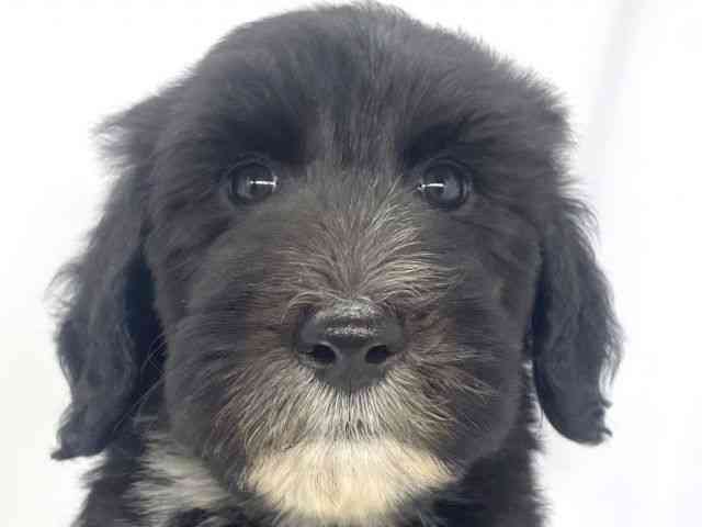 兵庫県のシーパドゥードル (ひごペットフレンドリーイオンタウン加古川店/2025年8月25日生まれ/男の子/ブラックホワイト)の子犬の1枚目の画像