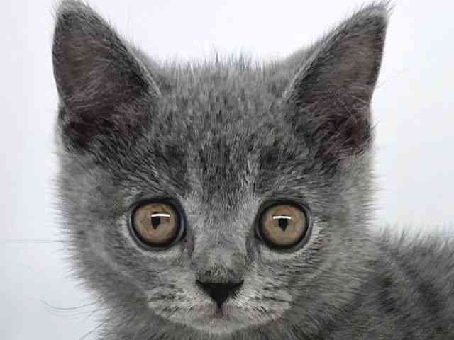 兵庫県のブリティッシュショートヘアー (ひごペットフレンドリーイオンタウン加古川店/2025年8月22日生まれ/男の子/ブルー)の子猫の1枚目の画像