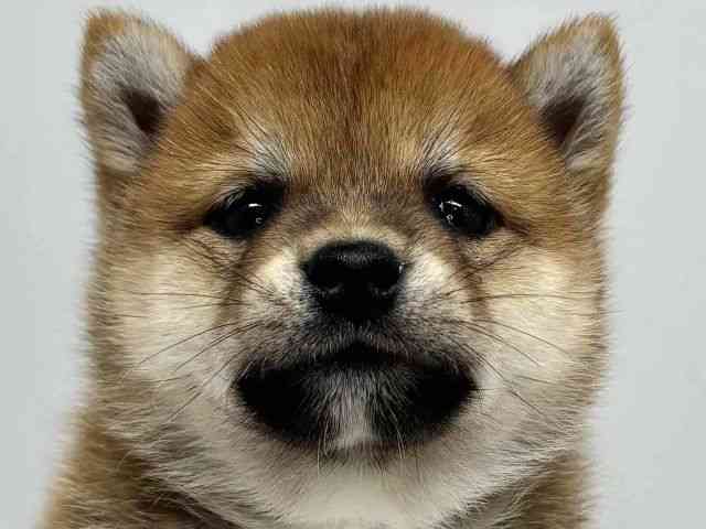 大阪府の柴犬(標準サイズ) (ひごペットフレンドリーセブンパーク天美店/2025年8月26日生まれ/男の子/赤)の子犬の1枚目の画像