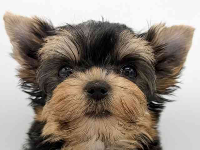 大阪府のヨークシャーテリア (ひごペットフレンドリーららぽーとEXPOCITY店/2025年8月25日生まれ/女の子/スチールブルータン)の子犬の1枚目の画像