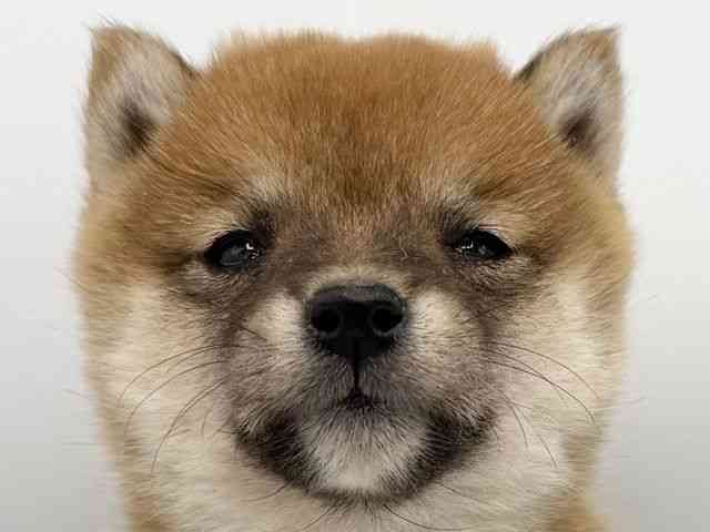 大阪府の柴犬(標準サイズ) (ひごペットフレンドリーららぽーとEXPOCITY店/2025年8月26日生まれ/女の子/赤)の子犬の1枚目の画像