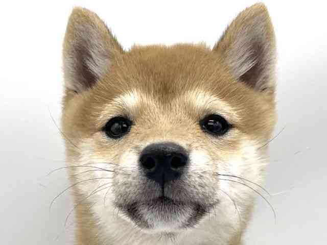 大阪府の柴犬(標準サイズ) (ひごペットフレンドリーららぽーとEXPOCITY店/2025年8月26日生まれ/女の子/赤)の子犬の1枚目の画像