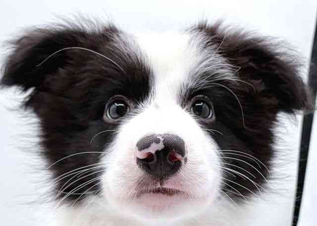 島根県のボーダーコリー (ひごペットフレンドリーイオン松江ショッピングセンター店/2025年8月26日生まれ/男の子/ブラックホワイト)の子犬の1枚目の画像