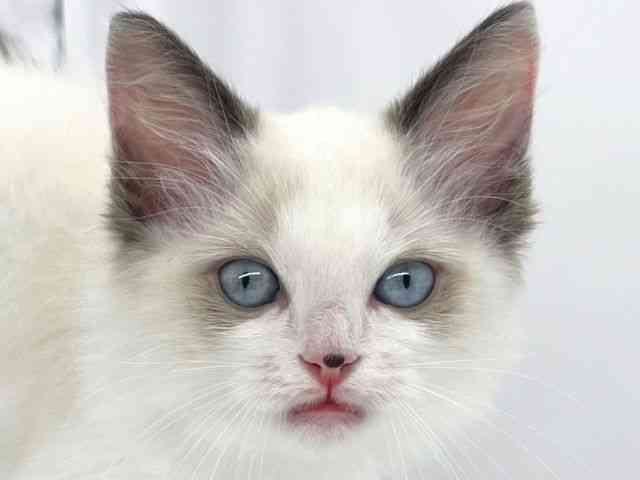 兵庫県のラグドール (ひごペットフレンドリーイオンタウン加古川店/2025年8月24日生まれ/男の子/シールポイントバイカラー)の子猫の1枚目の画像