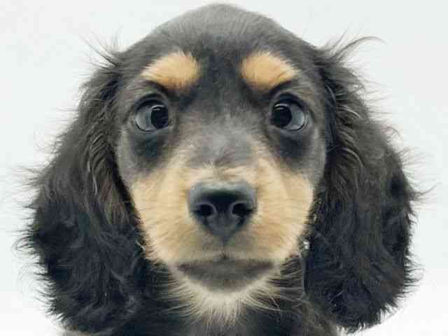 兵庫県のミニチュアダックスフンド(ロング) (ひごペットフレンドリーコロワ甲子園店/2025年8月24日生まれ/男の子/ブラックタン)の子犬の1枚目の画像