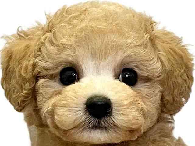 愛媛県のトイプードル(トイ) (ひごペットフレンドリーエミフルMASAKI店/2025年8月24日生まれ/男の子/アプリコット)の子犬の1枚目の画像