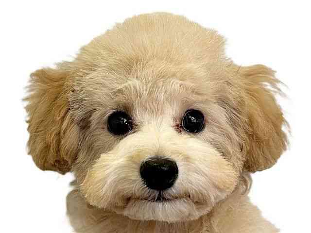 愛媛県のトイプードル(トイ) (ひごペットフレンドリーエミフルMASAKI店/2025年8月24日生まれ/男の子/アプリコット)の子犬の1枚目の画像