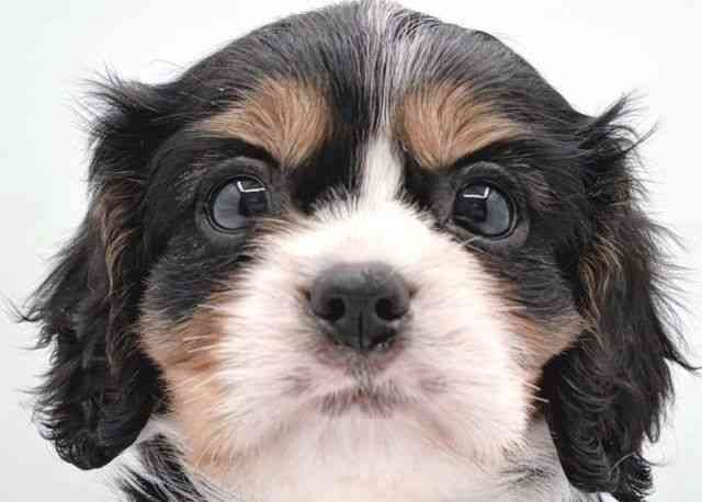 島根県のキャバリアキングチャールズスパニエル (ひごペットフレンドリーイオン松江ショッピングセンター店/2025年8月25日生まれ/男の子/トライカラー)の子犬の1枚目の画像