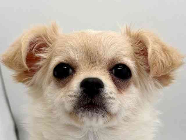 京都府のチワワ(ロング) (ひごペットフレンドリー京都店/2025年8月25日生まれ/女の子/クリーム)の子犬の1枚目の画像