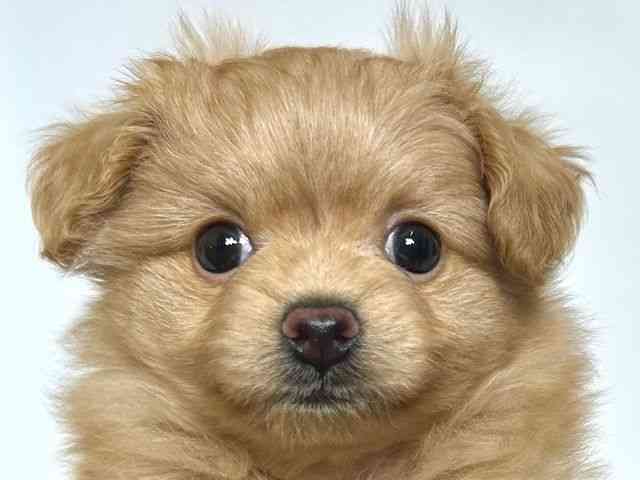 大阪府のポメプー(ポメラニアン×プードル) (ひごペットフレンドリーアクロスプラザ住之江店/2025年8月25日生まれ/女の子/ゴールド)の子犬の1枚目の画像