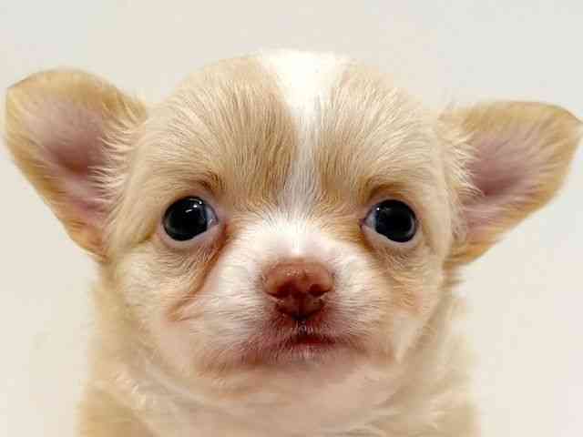 大阪府のチワワ(ロング) (ひごペットフレンドリーイオン高槻店/2025年8月26日生まれ/女の子/クリームホワイト)の子犬の1枚目の画像