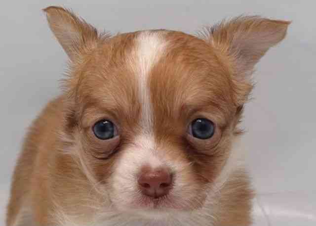 鳥取県のチワワ(ロング) (ひごペットフレンドリーイオンモール鳥取北店/2025年8月26日生まれ/女の子/チョコレートフォーンホワイト)の子犬の1枚目の画像